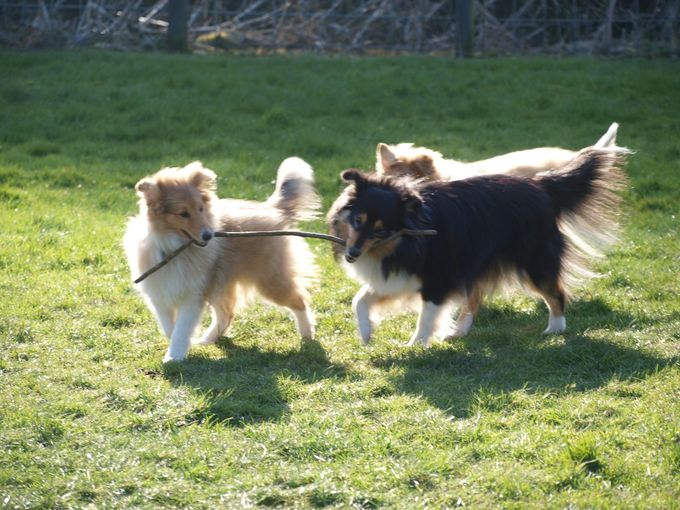 14.03.2020: Cooper leger med halvsøster Tinka og Penny i haven.